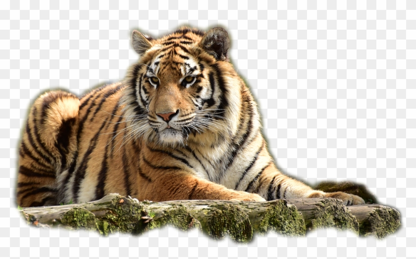 Download Tiger Png Transparent Images Transparent Backgrounds - Cb  Background New Hd Tiger, Png Download - 960x554(#2586559) - PngFind