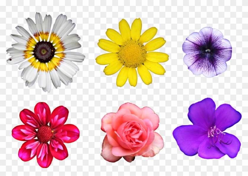 Real Flowers With Patterns, HD Png Download - 1024x677(#2587970) - PngFind