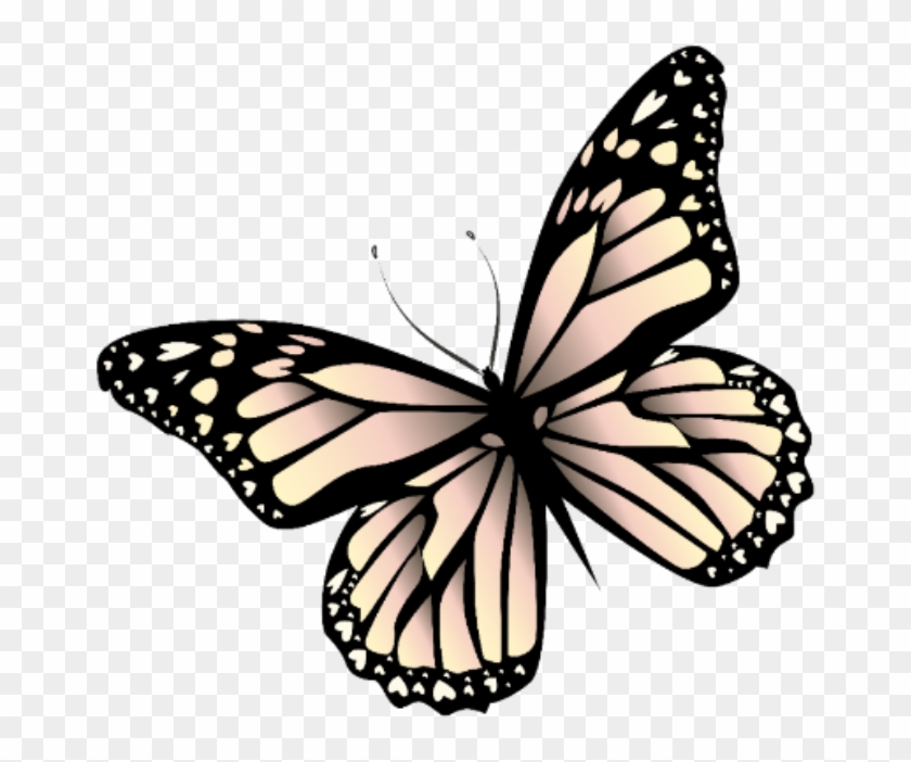 Download Butterfly Mariposa Monarch Monarca Nature Naturaleza ...
