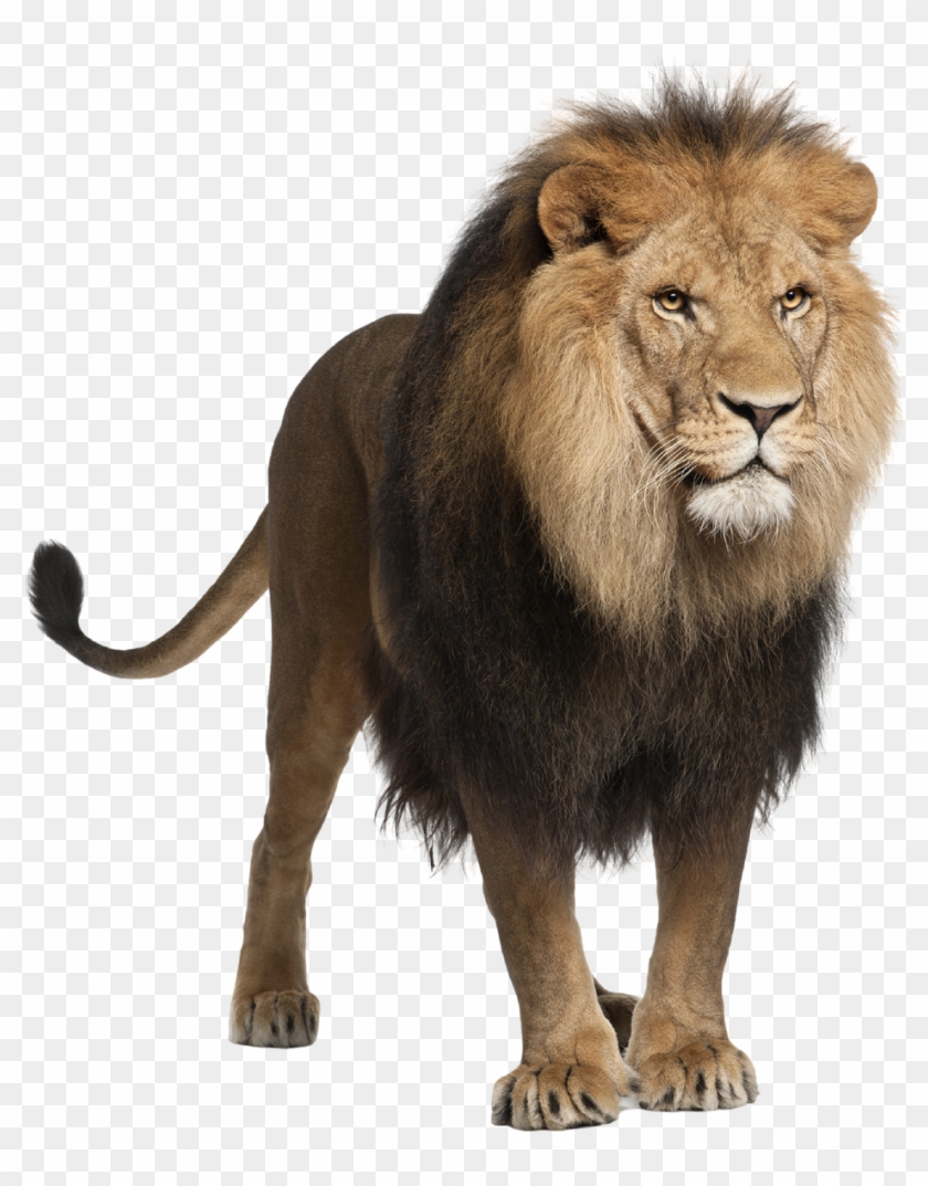 Png Wallpaper Hd Download Lion Stock Transparent Png 1200x1273 269749 Pngfind