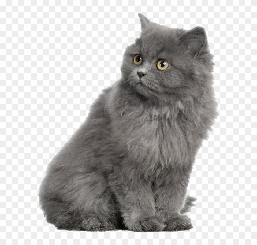 Gray Horse Shorthair Dog British Cat Persian Clipart - Alhambra, HD Png  Download - 620x800(#2602391) - PngFind