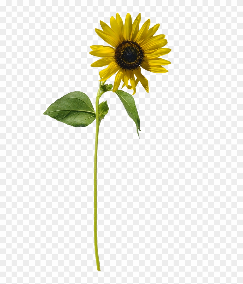 Free Free 103 Transparent Background Stem Sunflower Clipart SVG PNG EPS DXF File