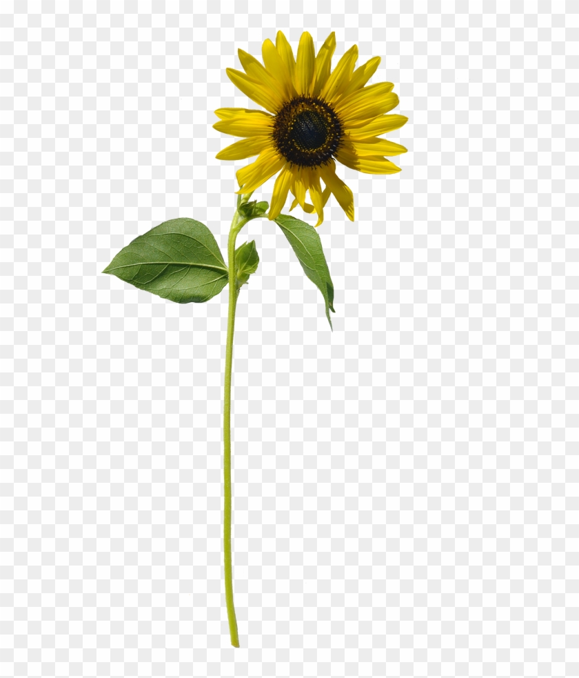 Free Free 254 Clipart Sunflower Stem SVG PNG EPS DXF File