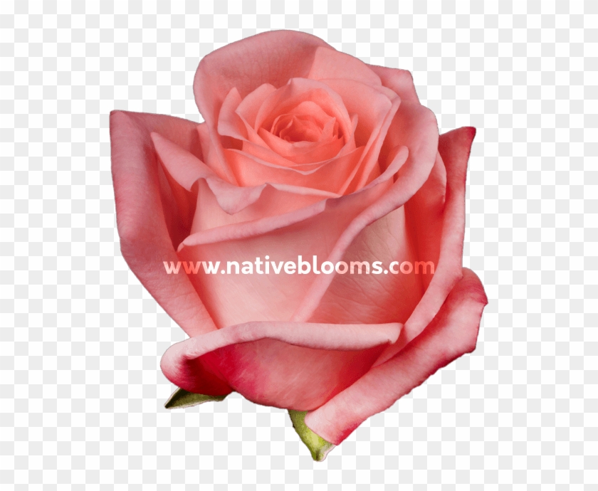 Transparent Roses Engagement Engagement Roses - Garden Roses, HD Png Download - 666x696(#2615998 ...