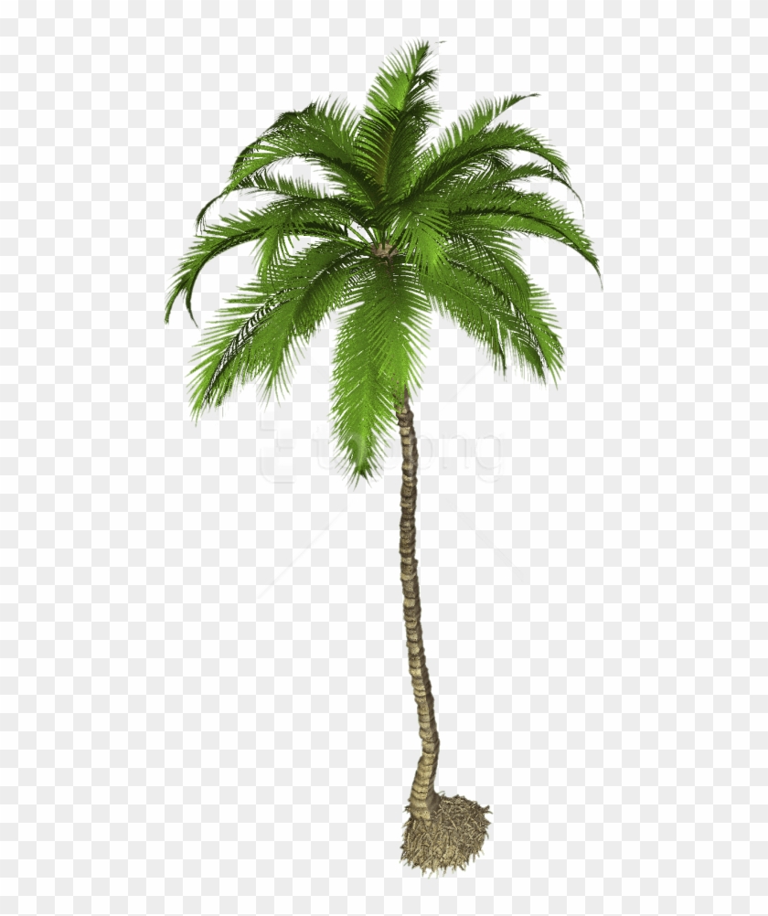 Coconut Palm Tree Png, Transparent Png - 481x922(#2621597) - PngFind