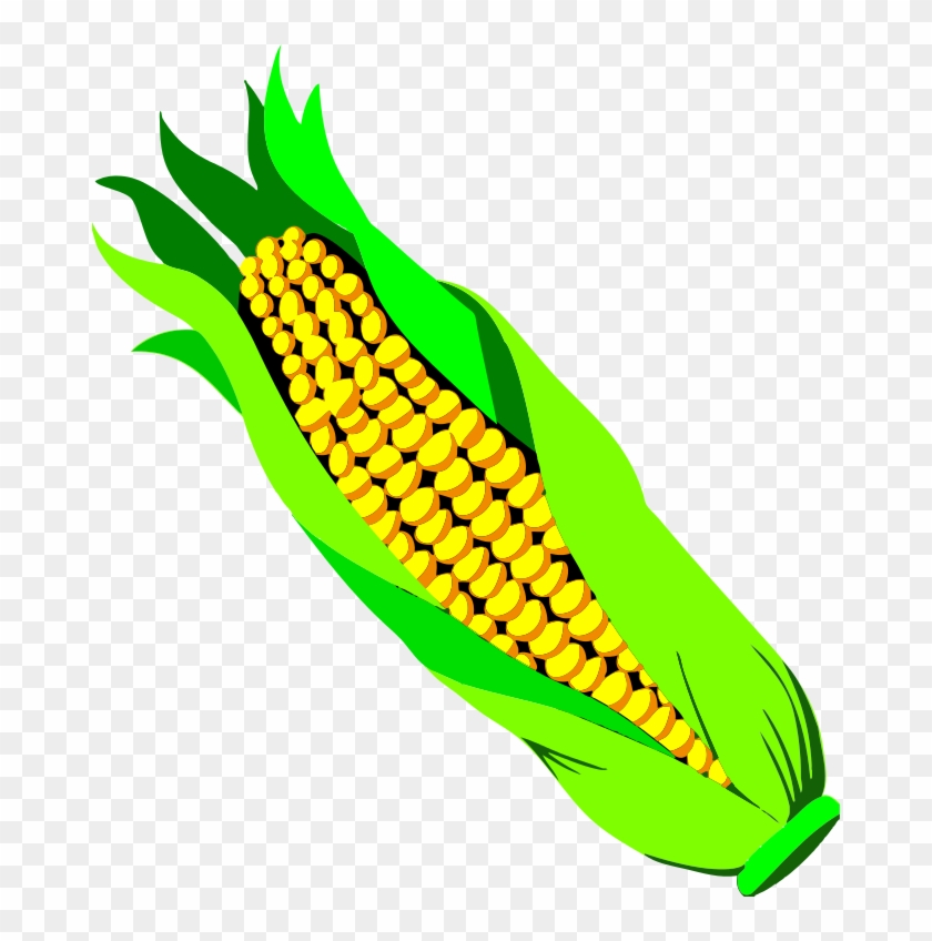 Ear Of Corn Clipart Ear Of Corn Png Transparent Png 674x768 Pngfind