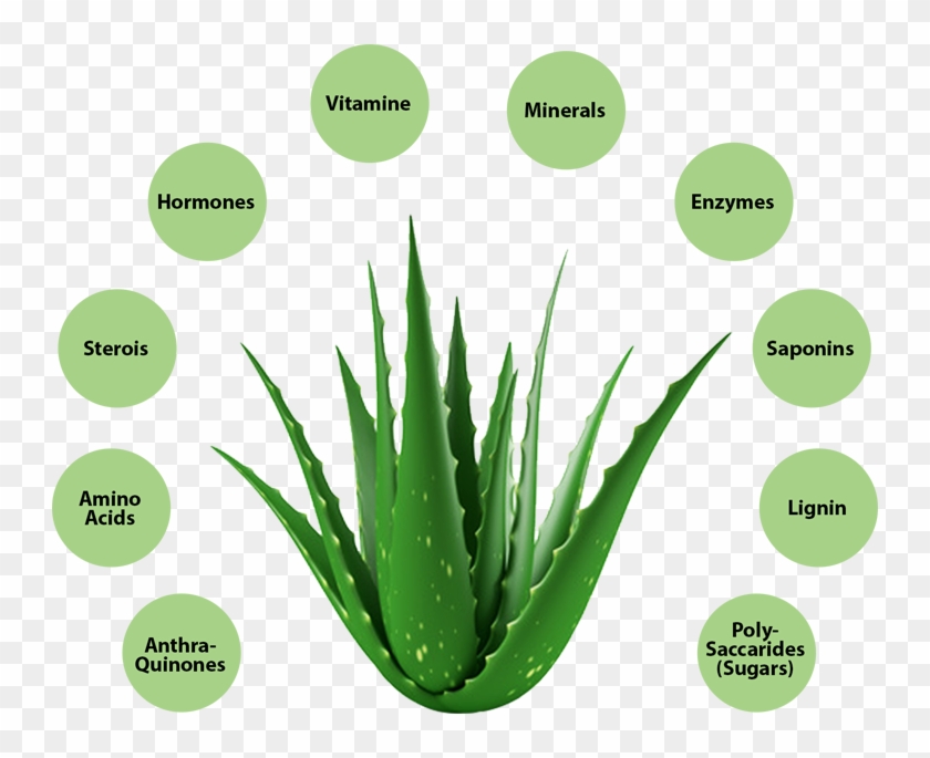 Aloe Vera Benefits Information Of Aloe Vera Hd Png Download 746x605 Pngfind