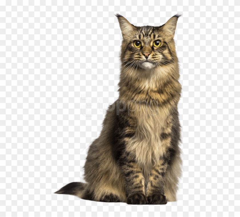 free cat png