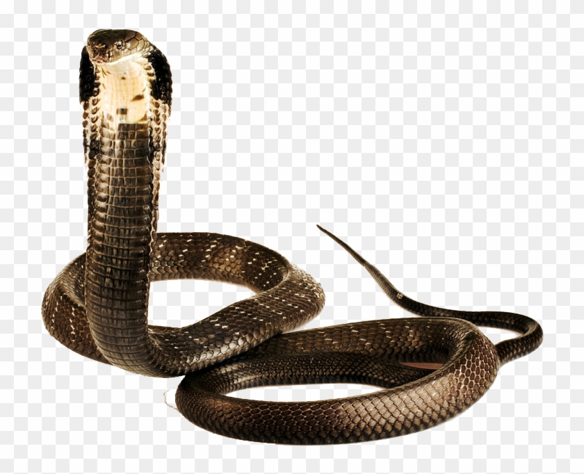 Cobra Png Image Download - King Cobra Png, Transparent Png -  1024x682(#2673432) - PngFind