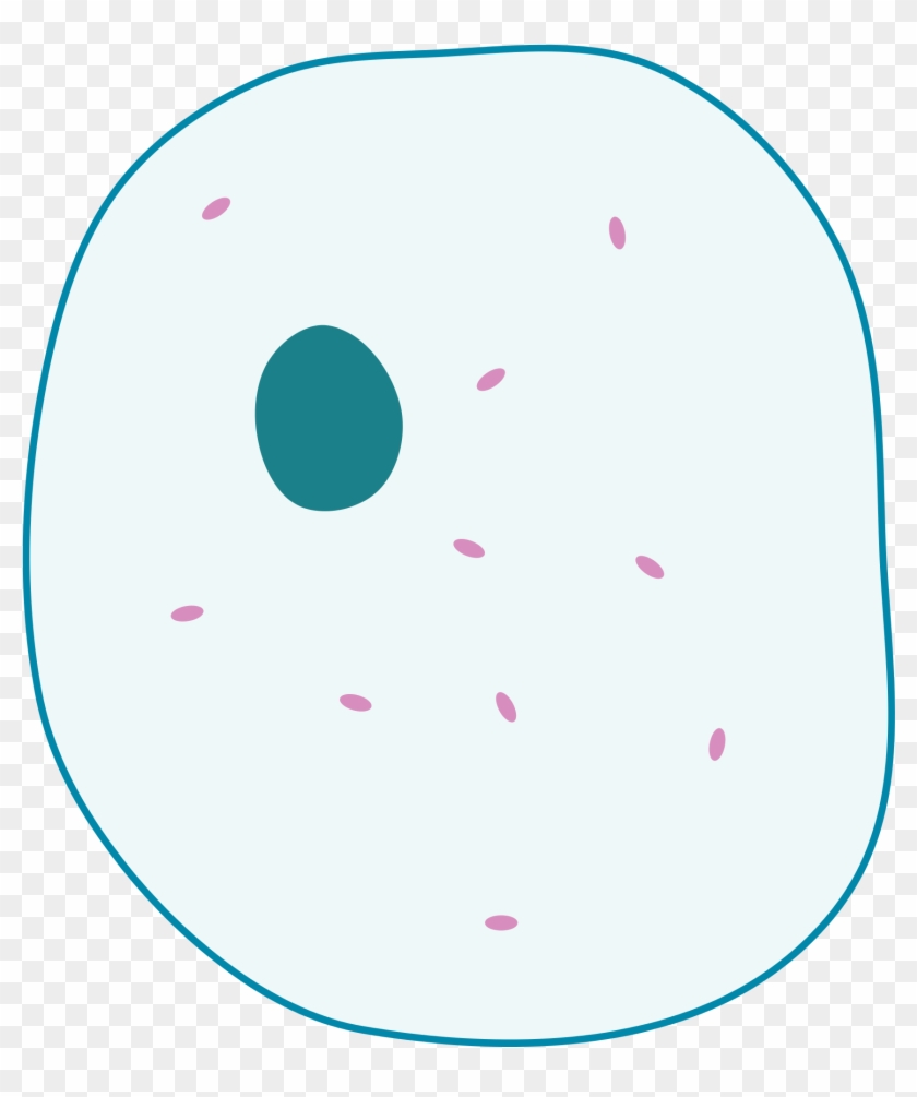 Animal Cell Png - Simple Animal Cell Diagram Without ...