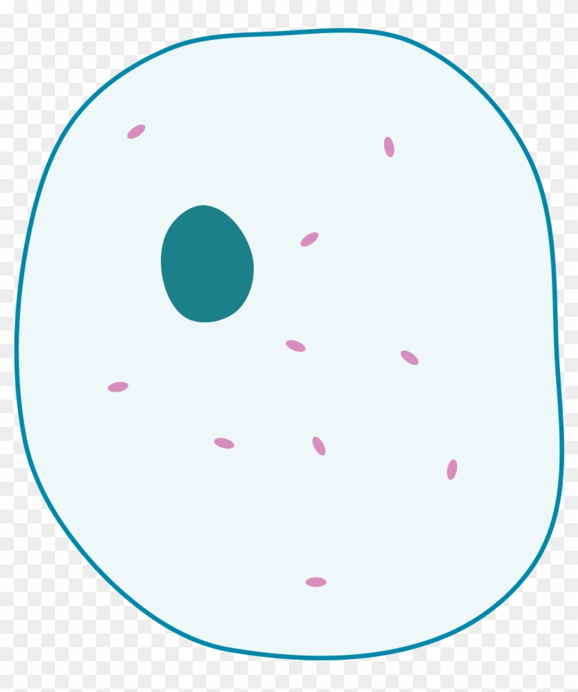 Simple Animal Cell Diagram Without Labels