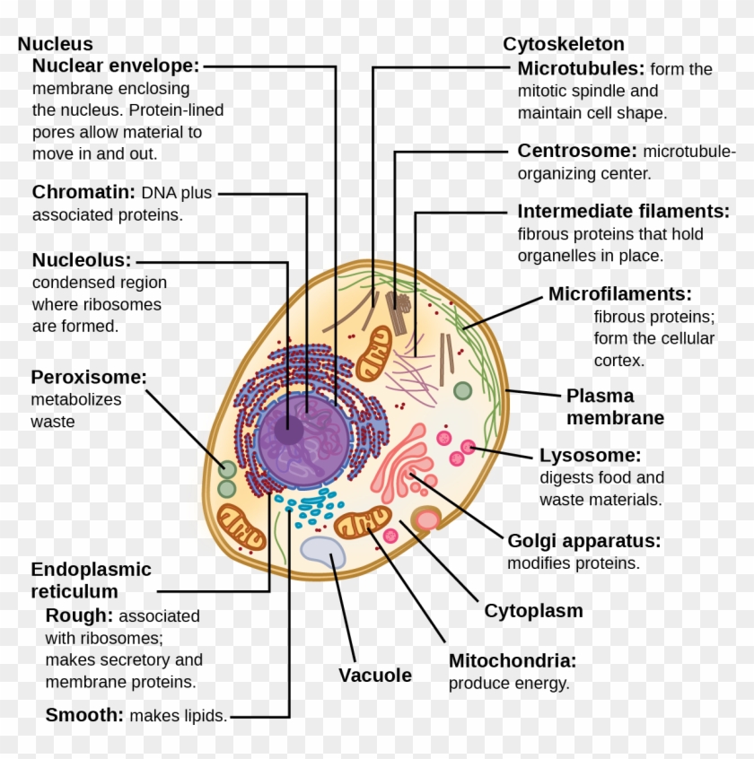 Chromatin Drawing Eukaryotic Cell Structure Of A Typical Eukaryotic