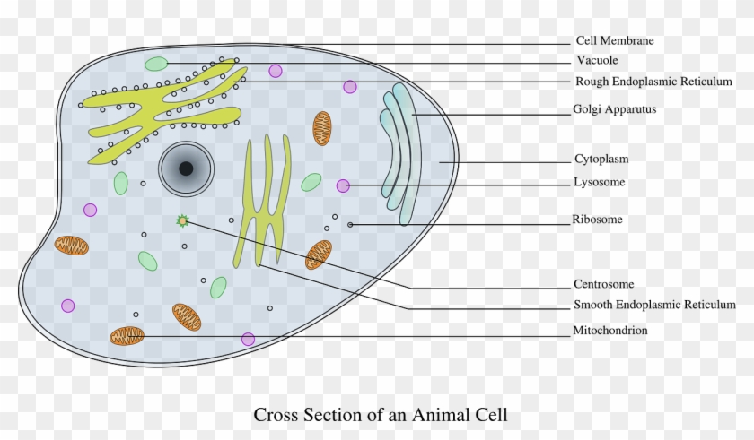 Cell Information Animal Biology Png Image - Animal Cell Diagram Labeled  Gcse, Transparent Png - 1280x688(#2694733) - PngFind