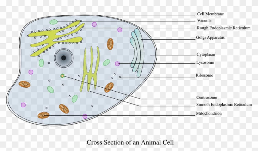 Animal Cell Diagram Bbc Bitesize Gcse Structure Functions And Diagram