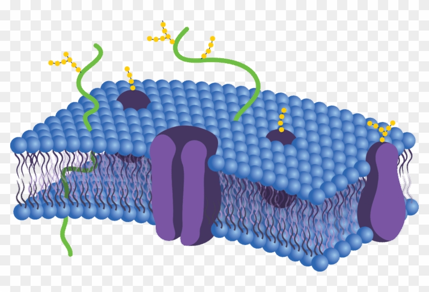 Cell Membrane Diagram Labeled