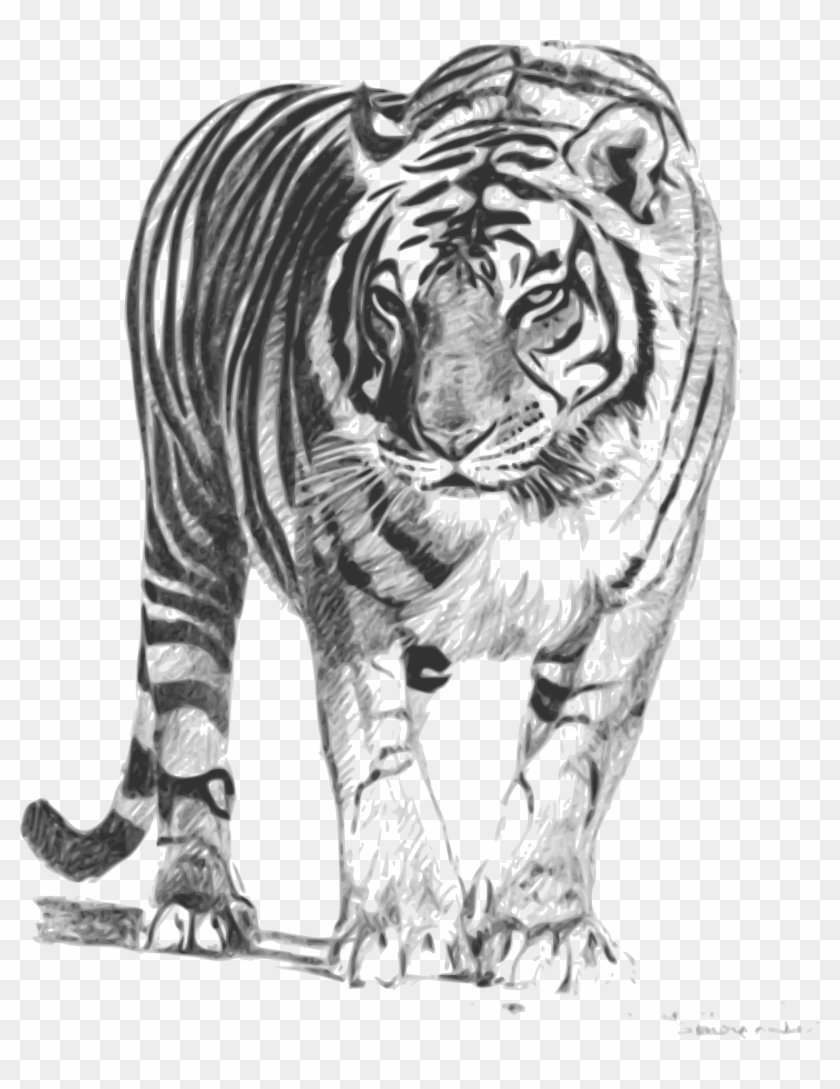 Tiger Drawing Images – Browse 352,583 Stock Photos, Vectors, and Video |  Adobe Stock