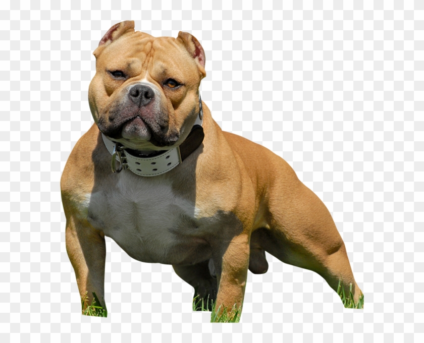 Bully Standing png download - 750*650 - Free Transparent Bully png