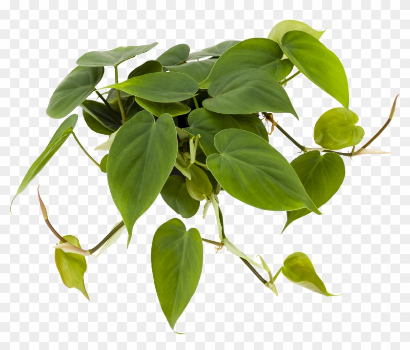 cocktail plant online shop GARDENUITY 5 Gal. Portable Outdoor Container Cocktail Garden Grow Bag Kit‎ with 4 Seasonal Herb Plants main image 1