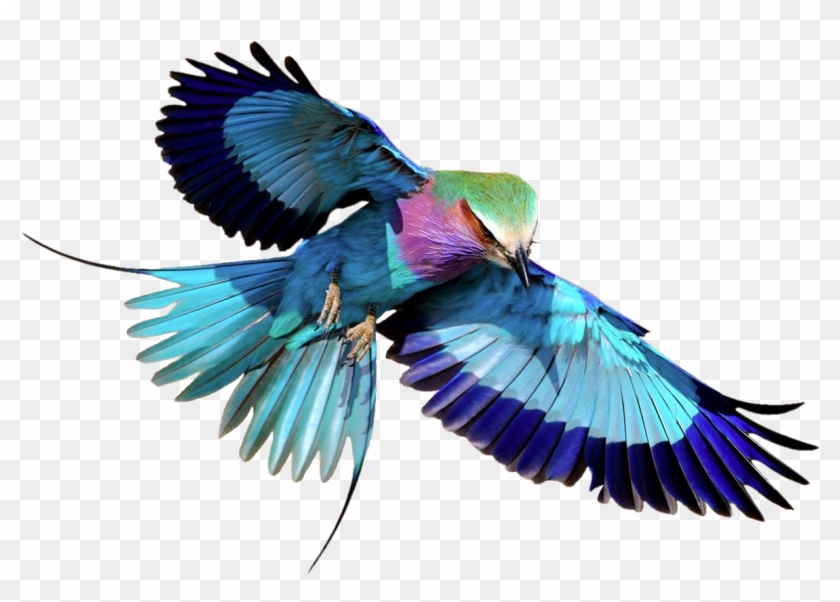 Lilac breasted Roller Lilac Breasted Roller Bird Flying HD Png 