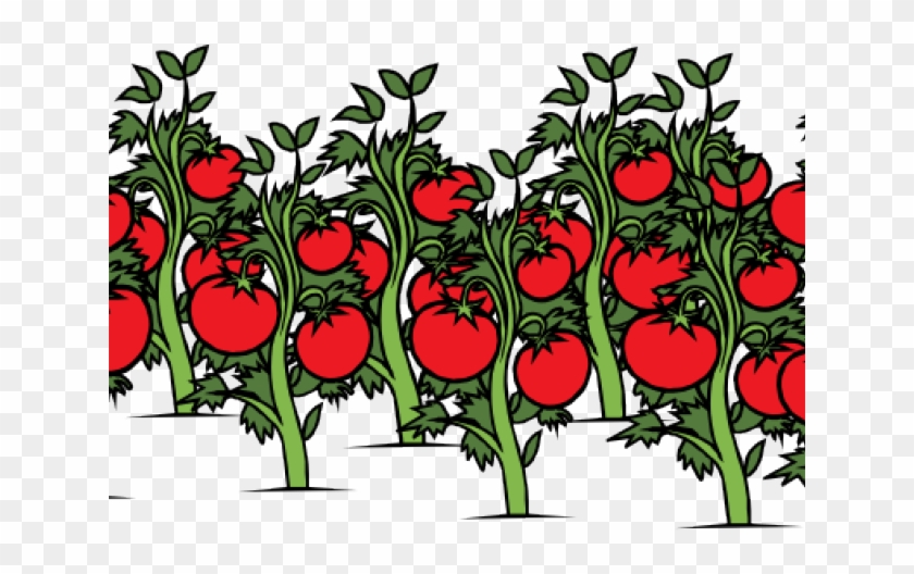 Tomato Free On Dumielauxepices Net Vine - Clip Art Tomato Plants, HD Png  Download - 640x480(#2709173) - PngFind
