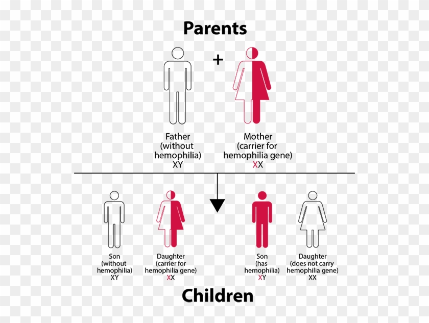 Hemophilia Inheritance Pattern Chart - Save The Children, HD Png ...