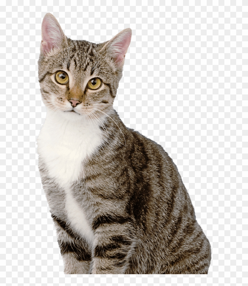 Health Monitoring Cat Litter - Tabby Cat White Background, HD Png Download  - 600x889(#2727379) - PngFind