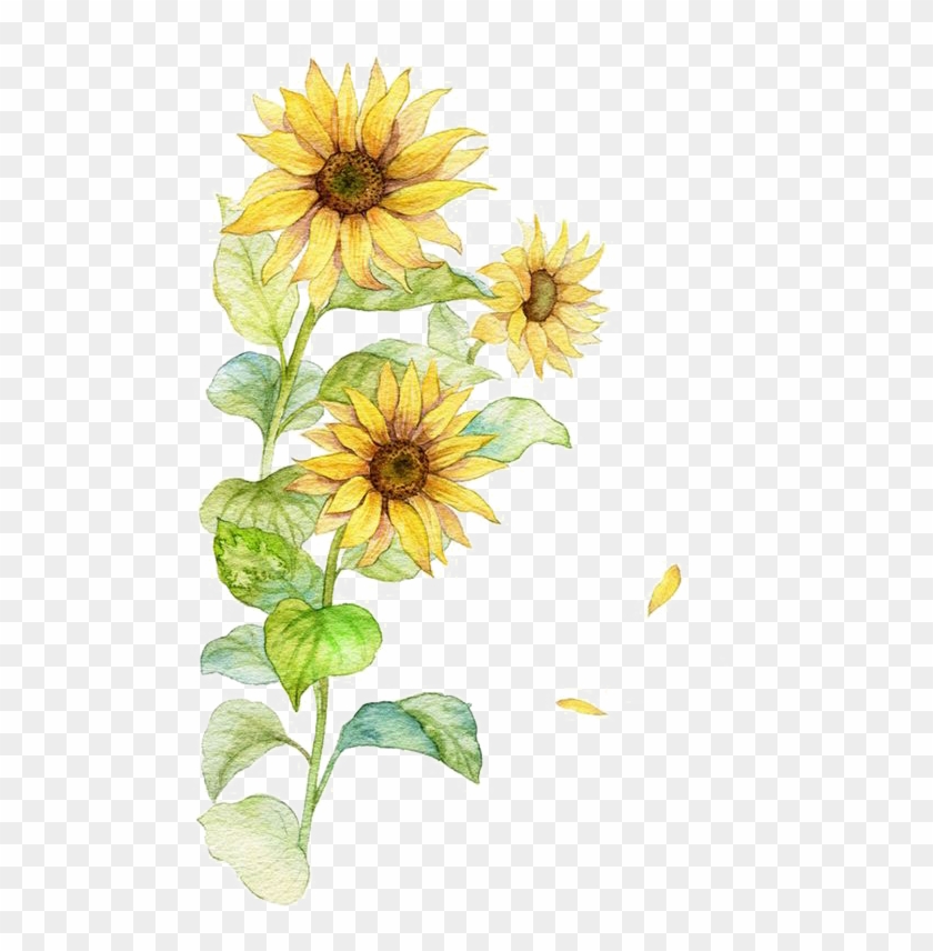 Download Postimage Png Yellow Watercolor Flowers Transparent Png 564x775 2736431 Pngfind