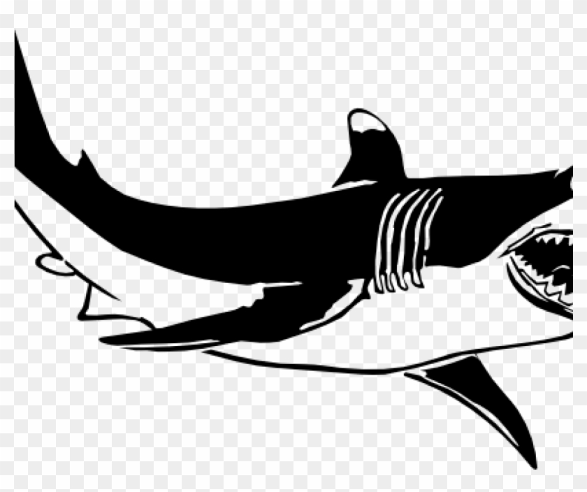 great white shark black and white