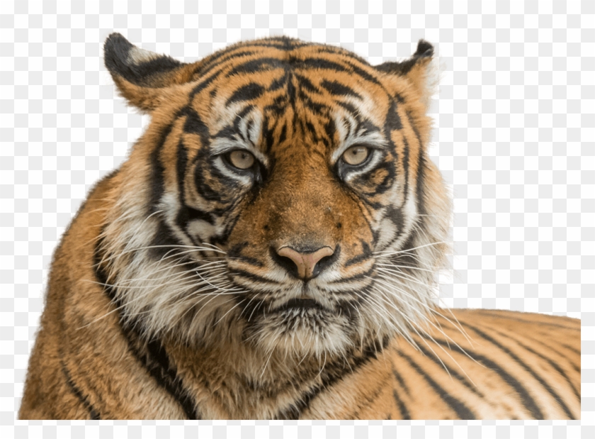 Tiger Face Png Transparent Background - Png Of Tiger Face, Png Download -  1053x727(#2761524) - PngFind