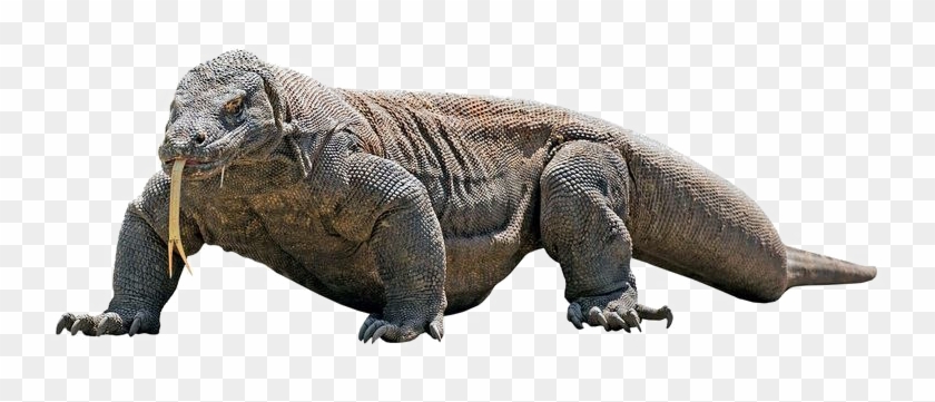 Komodo Dragon Png Transparent Image - Komodo Dragon Png, Png Download - 800x449(#2773461) - PngFind Komodo Dragon Png Transparent Image - Komodo Dragon Png, Png Download - 800x449(#2773461) - PngFind