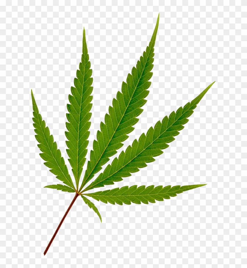 pix Transparent Background Pot Leaf Clip Art cannabis leaf png marijuana leaf