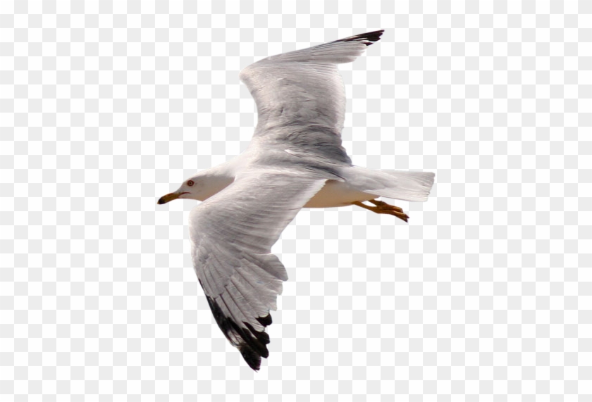 Gull Png Sea Birds Gif Png Transparent Png 626x542 2783580