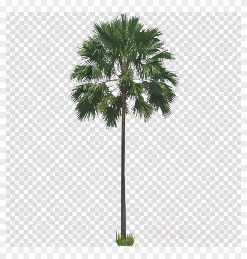 Palm Tree Png Clipart Palm Trees Wodyetia - Road Signs Transparent  Background, Png Download - 900x900(#2787936) - PngFind