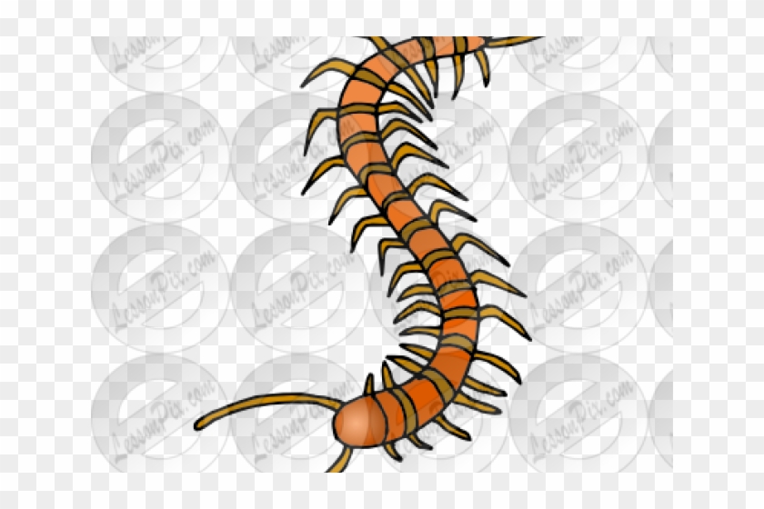 Centipede Clipart - Millipedes, HD Png Download - 640x480(#2799789