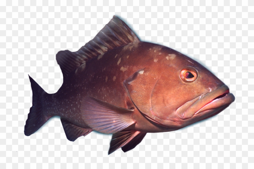 Sea Of Thieves Where To Sell Fish