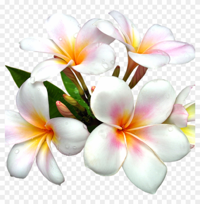 White Flower Clipart White Flower Png Gallery Free Real Flowers Clip Art Transparent Png 1024x1024 Pngfind