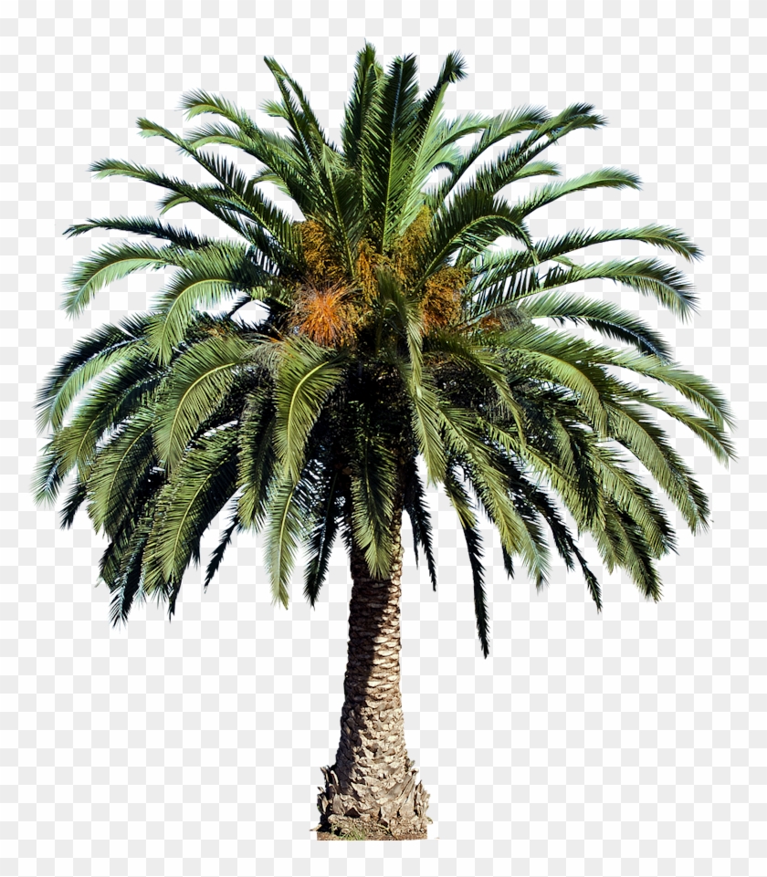 Interior Rendering, Landscape Art, Palm Trees, Photoshop, - Oil Palm