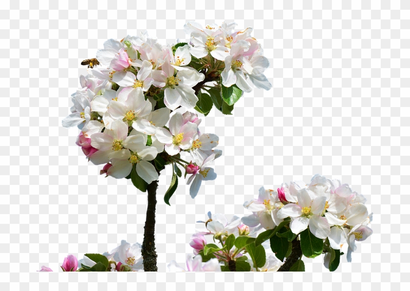 Apple Blossom Isolated Spring Close Up Apple Tree Apple Blossom Tree Png Transparent Png 960x621 Pngfind