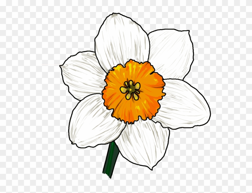 Narcissus Flower Drawing - Narcissus Flower Drawing Easy, HD Png ...