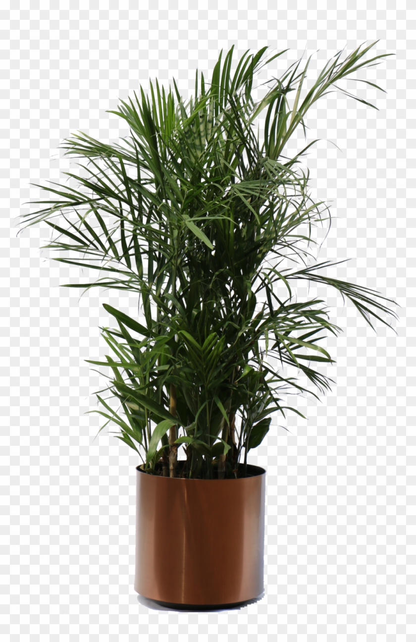Palm House Plants Impressive Seifrizeii Palm Hawaiian - Transparent