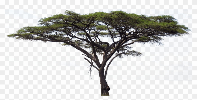 Africa Tree Png Serengeti Flora Y Fauna Transparent Png 2688x1237 2837257 Pngfind