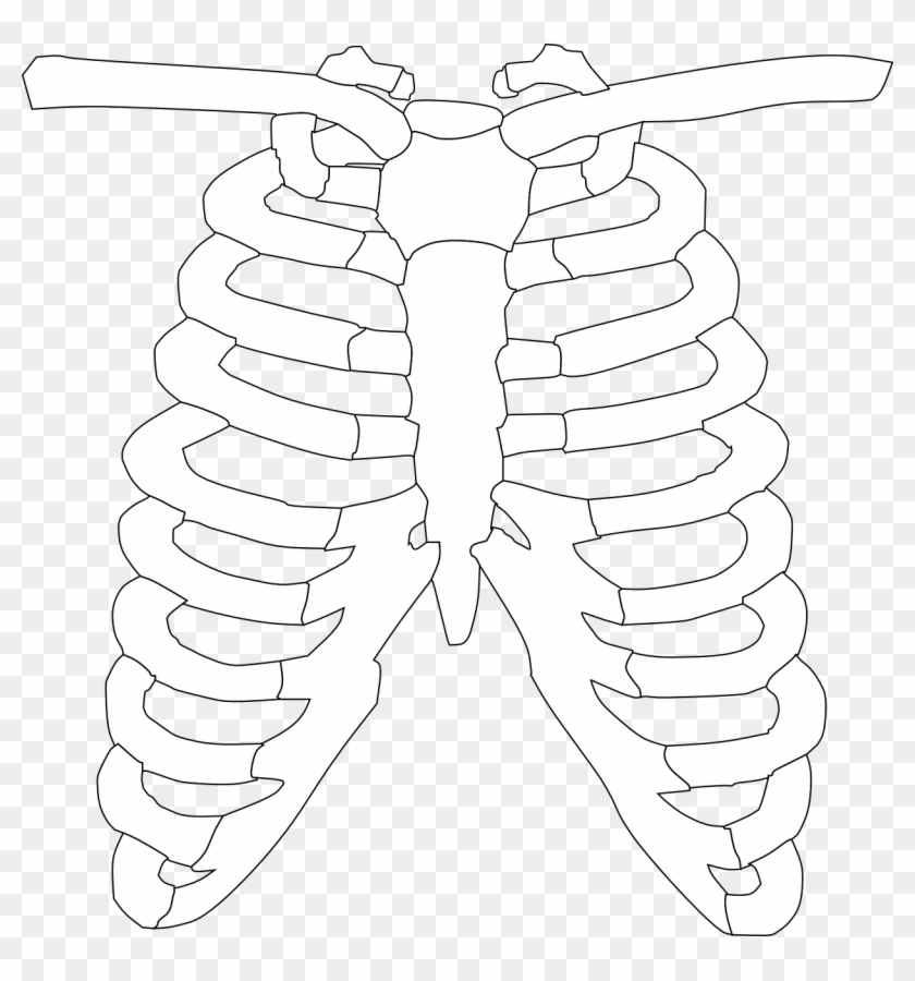 Human skeleton rib cage, rib cage s, human body, metal, bone marrow png. 