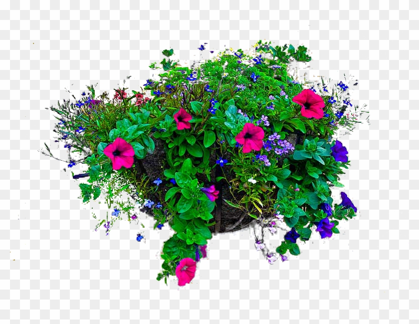 photo hanging basket of flowers hd png download 800x569 2857337 pngfind photo hanging basket of flowers hd png