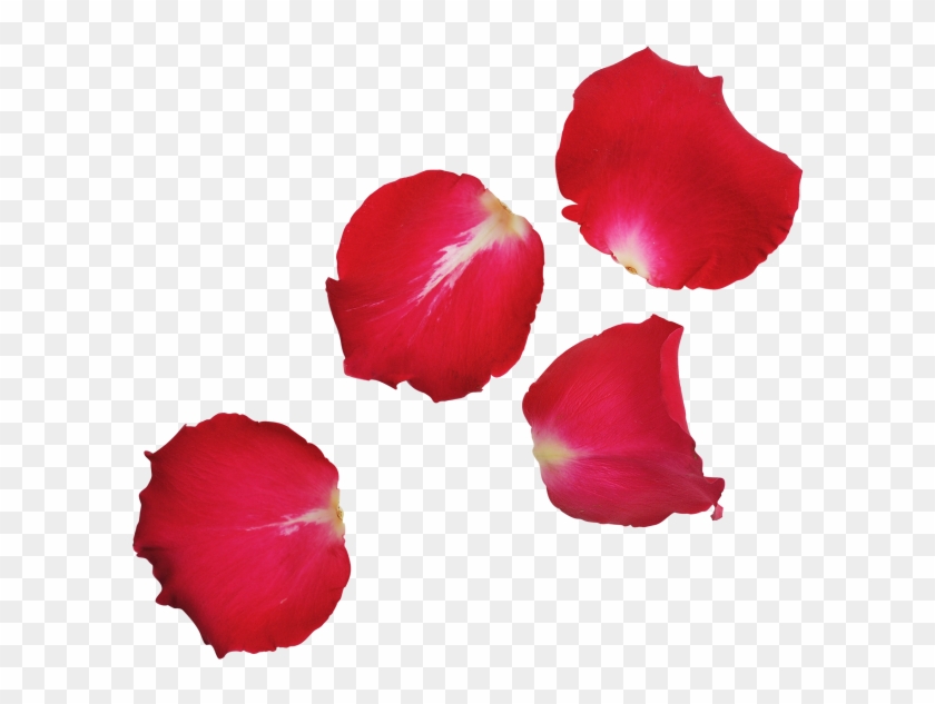 Red Rose Leaves Rose Leaves Png Transparent Png 866x650 Pngfind