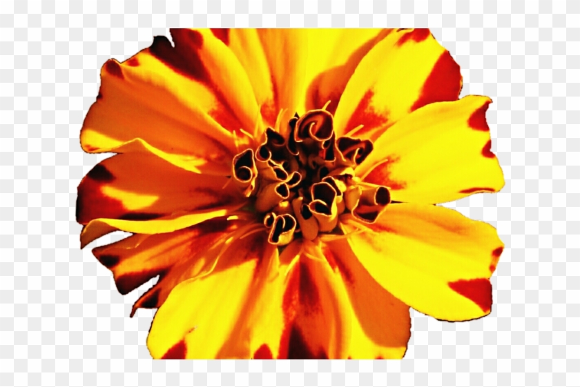 Download Marigold Clipart Fiesta Flower Common Zinnia Hd Png Download 640x480 2867700 Pngfind