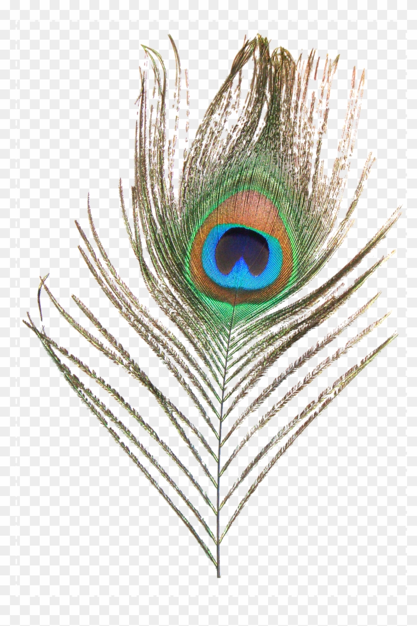 Feather Peafowl Clip Art Transprent Png Ⓒ - Png Format Peacock Feather Png,  Transparent Png - 1218x1737(#2870060) - PngFind