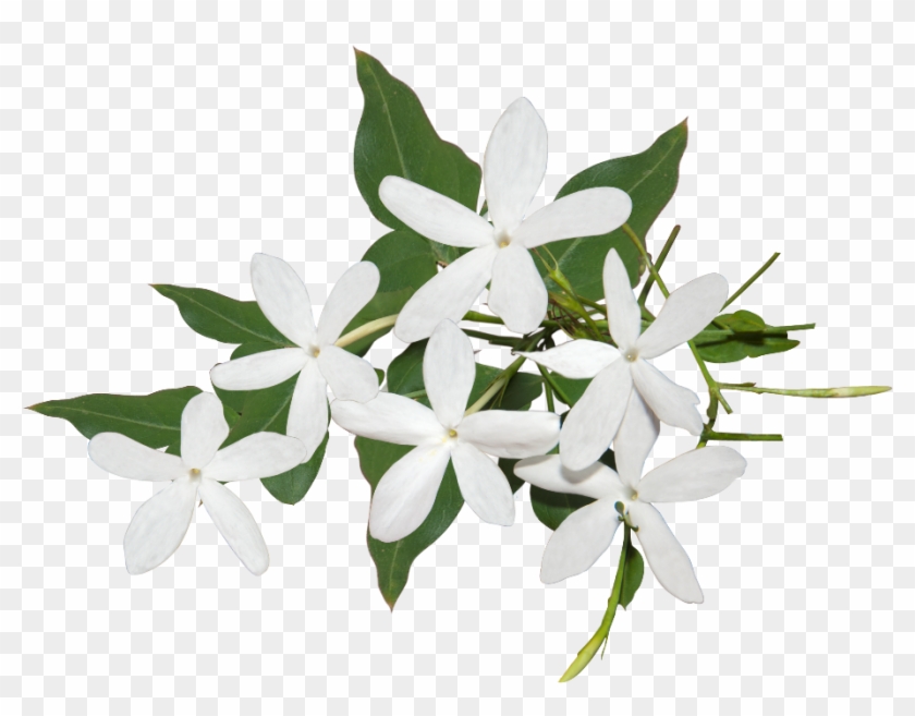Best Jasmine Flower Png Ideas Jasmine Flower Transparent Background