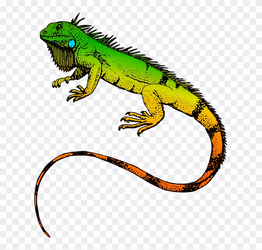 Iguana Clipart Pet Lizard - Animated Iguana Png, Transparent Png -  622x721(#2895840) - PngFind