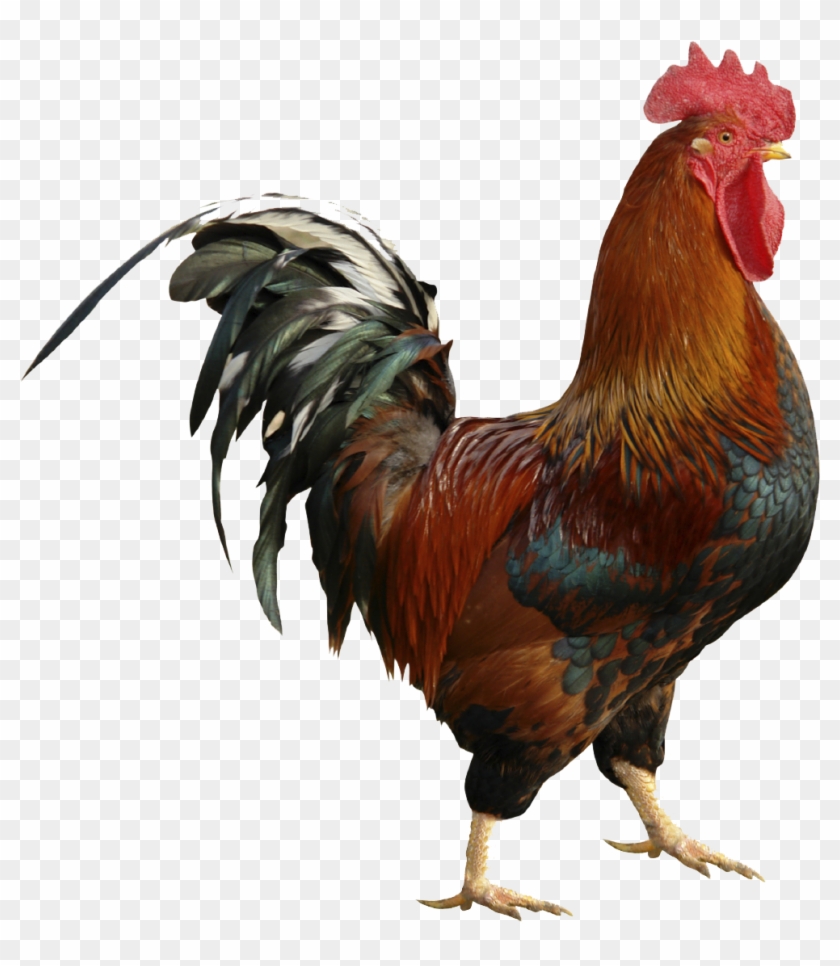 Roostertesting Testing Pinterest Post - France National Animal Gallic  Rooster, HD Png Download - 1410x1362(#2896396) - PngFind