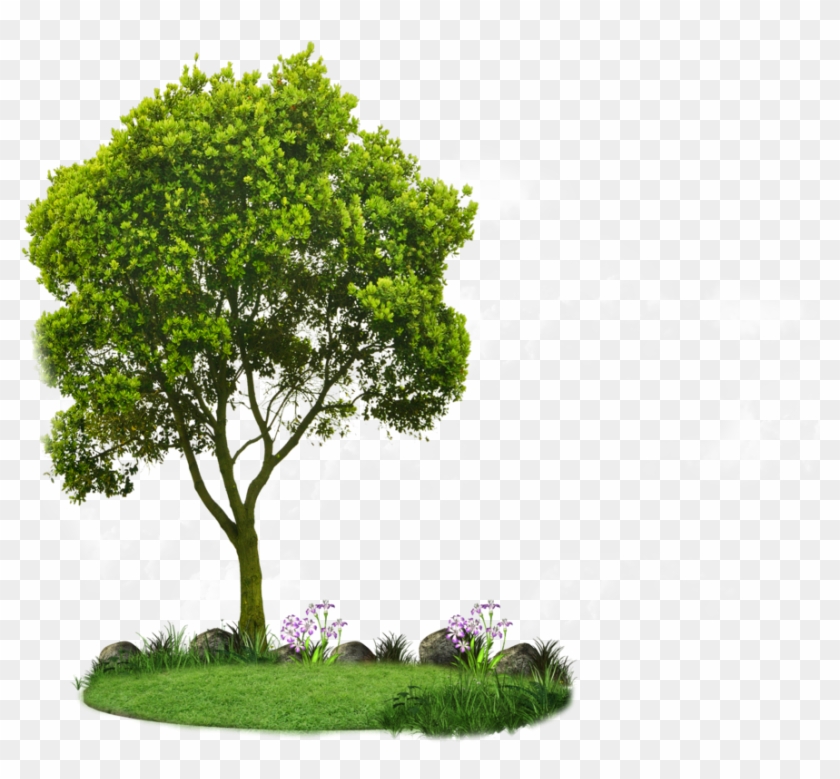 Plan View Tree Clipart Clipart Small Trees Hd Png Download 900x1165 292706 Pngfind